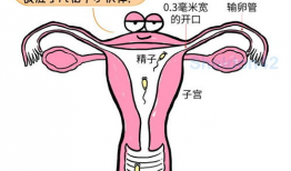 精子漫画,一场奇妙的生殖之旅